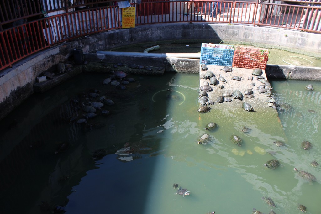The turtle pond. Every Buddhist temple has a turtle pond. People donate turtles to the temple to bless themselves with long life.