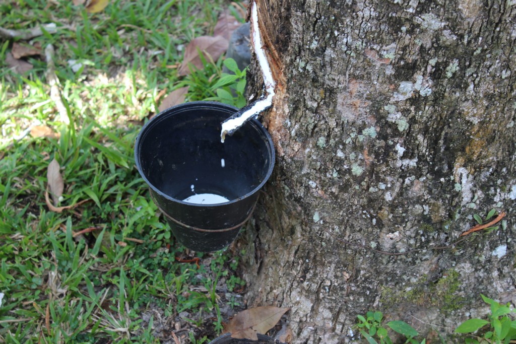 Rubber sap flows into the collection pail.