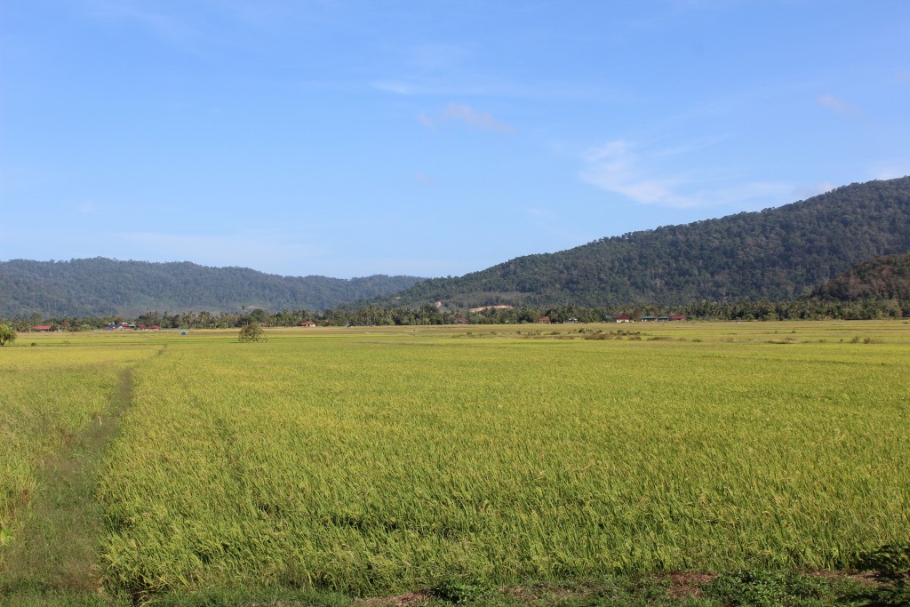 Large rice paddies.