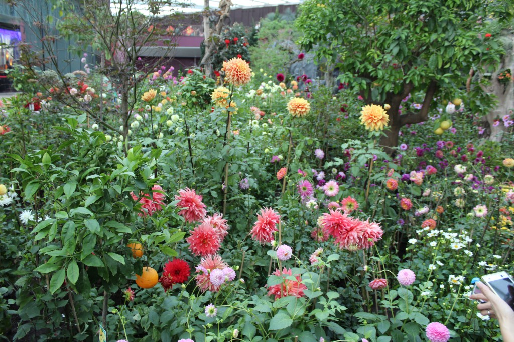 Dahlias were the featured flower while we were there.