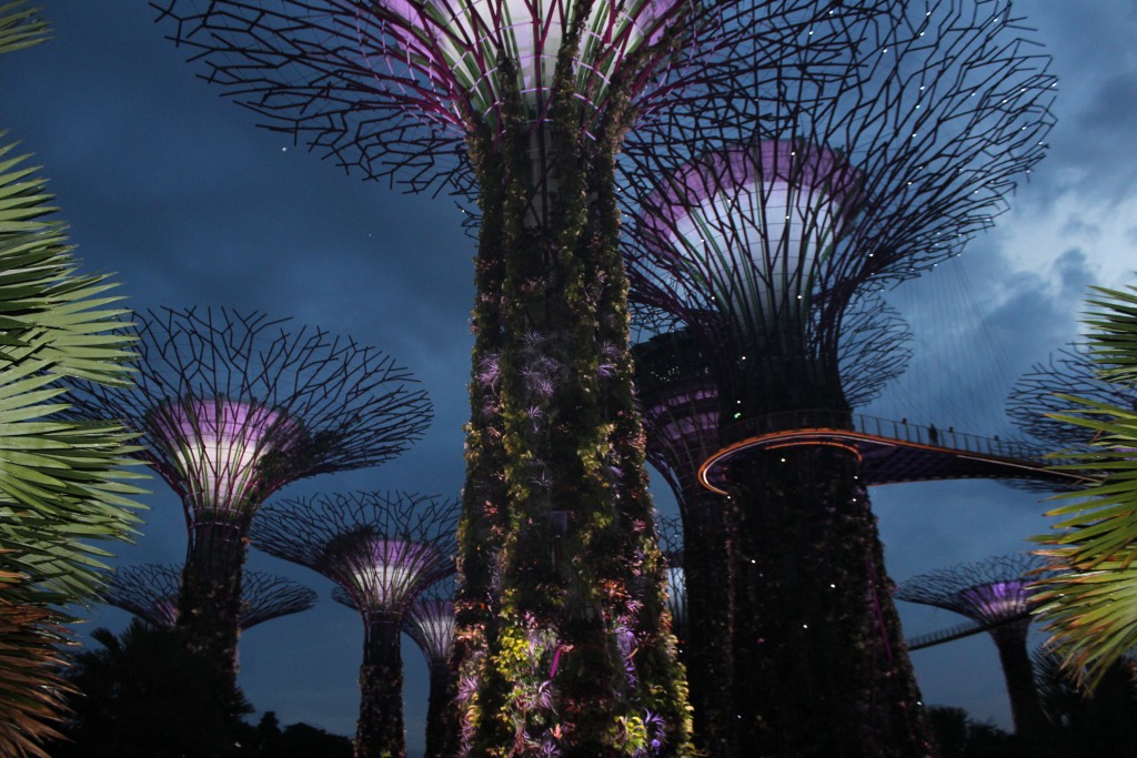 Supertrees lit up during the evening light show.