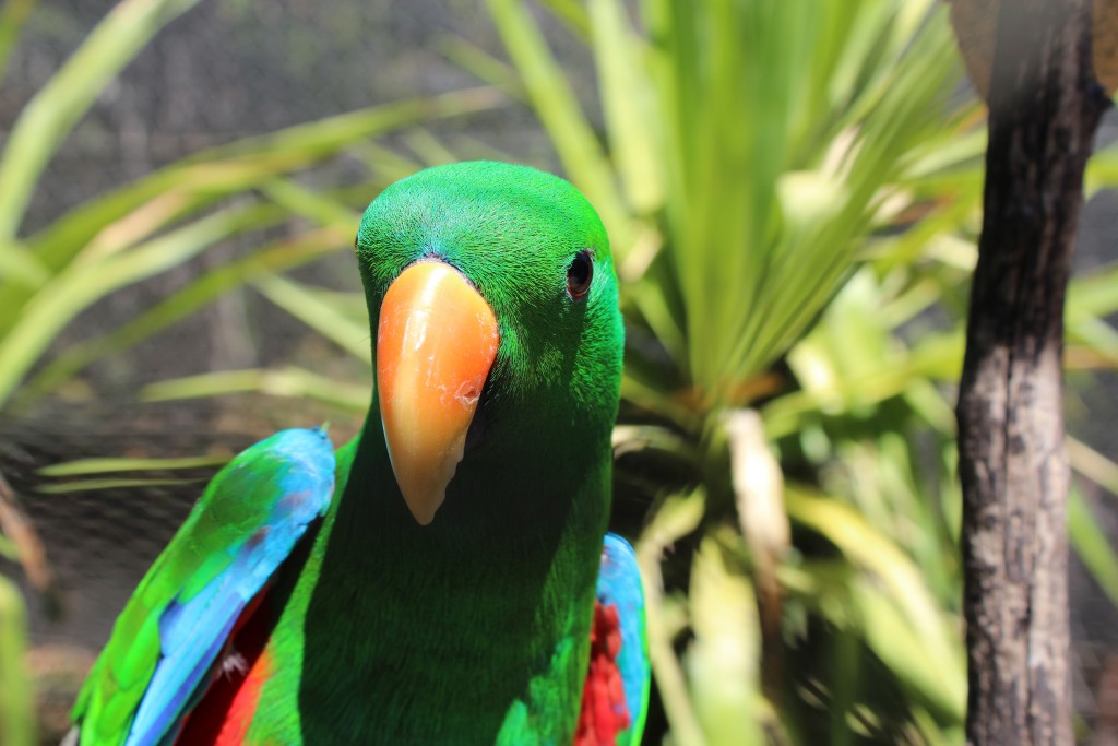 Colorful parrot at the Caversham Wildlife Park. 