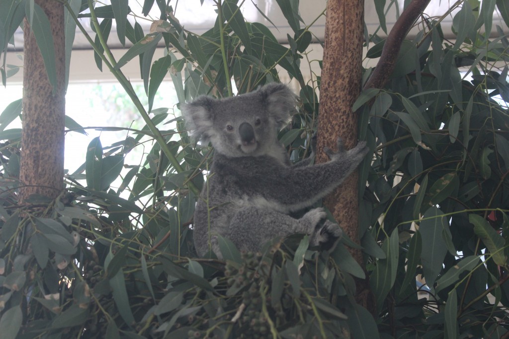 This was taken through a window earlier in our visit. A bit grey but the koala's pose is classic. 