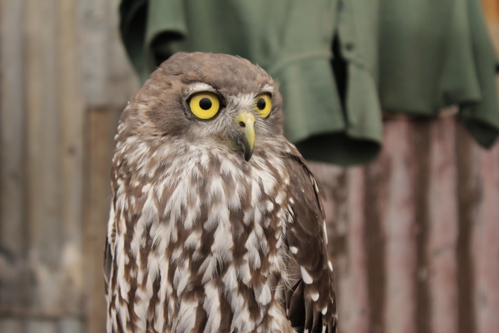 A barking owl at the Caversham Wildlife Park. The sound it makes sounds like a barking dog.