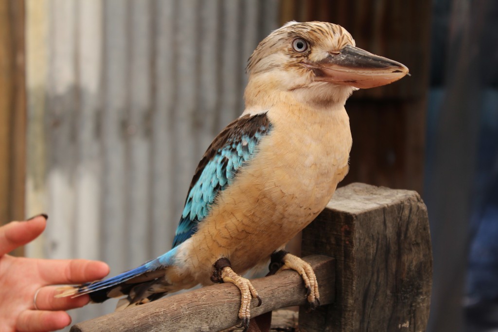 The kookaburra, an odd looking bird with blue wing feathers and bright bluetail feathers. It makes a laughing song as noted in the song, "Kookaburra sits in the old gum tree."