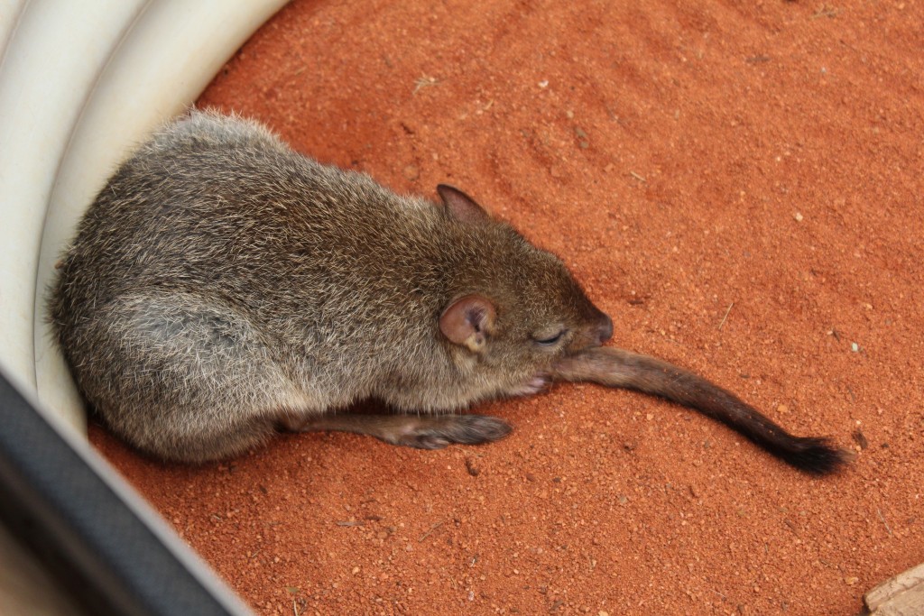 A bettong, an Australian marsupial the size of a large rat.