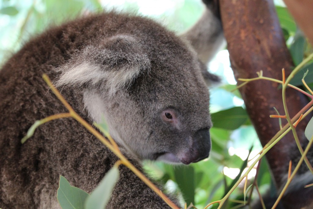 The koala is cuddly looking, but his fur is actually quite coarse.