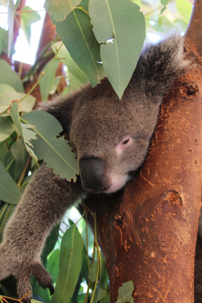 Koalas like to eat and to sleep. It only eats eucalyptus leaves.