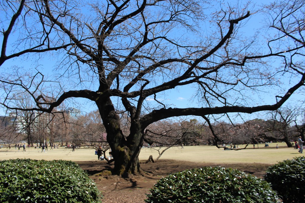 The old cherry trees are large and have elaborate branch networks with some branches touching the ground.