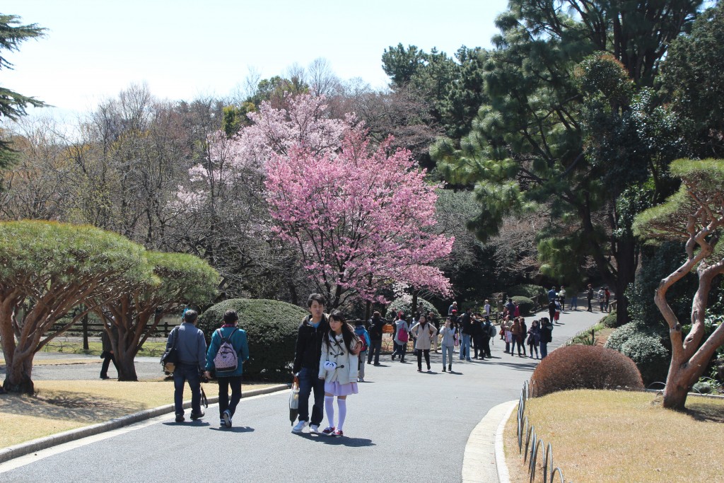Only a few of the 1500 cherry trees were in full bloom yet, but they were stunning.