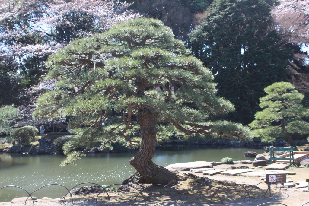 A sculpted pine tree in the Japanese Garden.