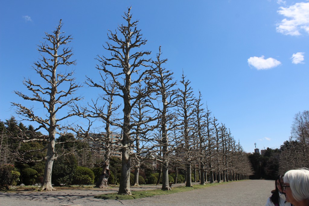 Avenue of the Plane Trees