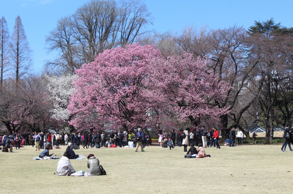 Large cherry trees in full bloom attracted a large crowd.