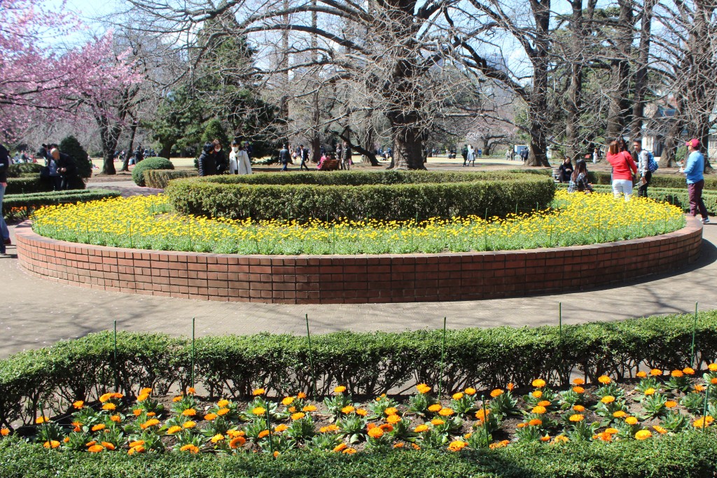 Chrysanthemums are also popular in the park.