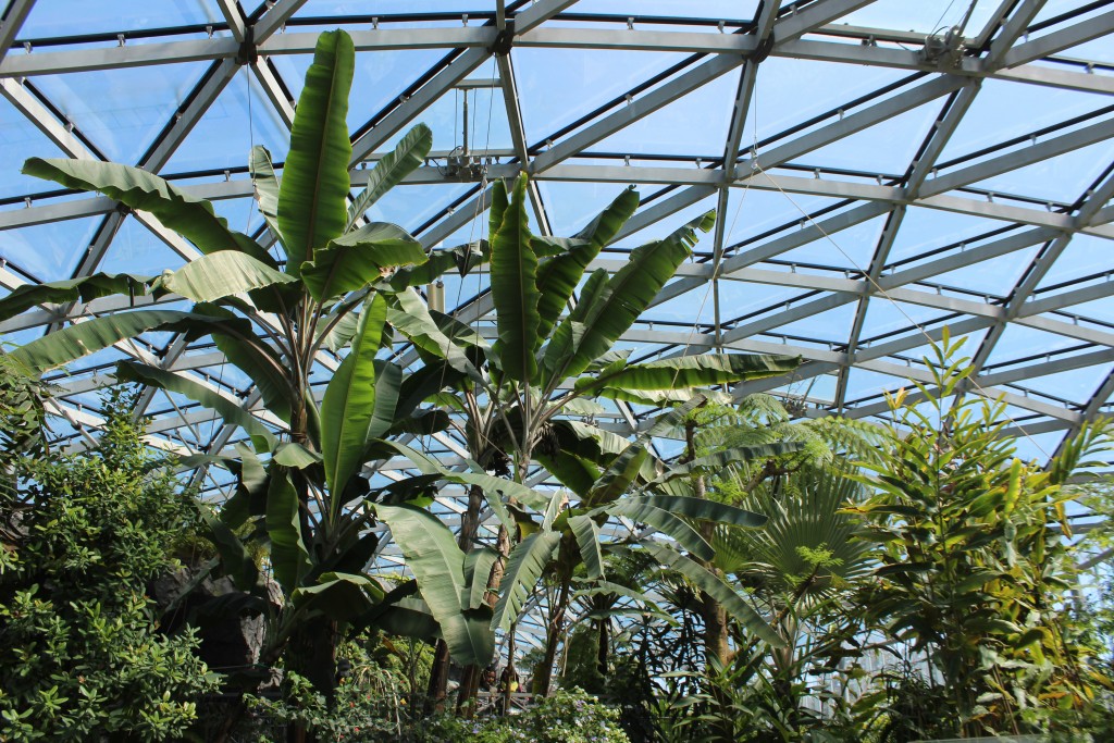 Large plants in the conservatory.