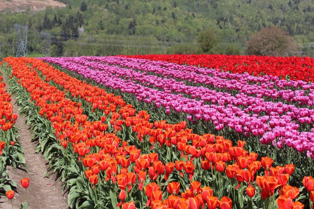 A blaze of colour in the Fraser Valley!