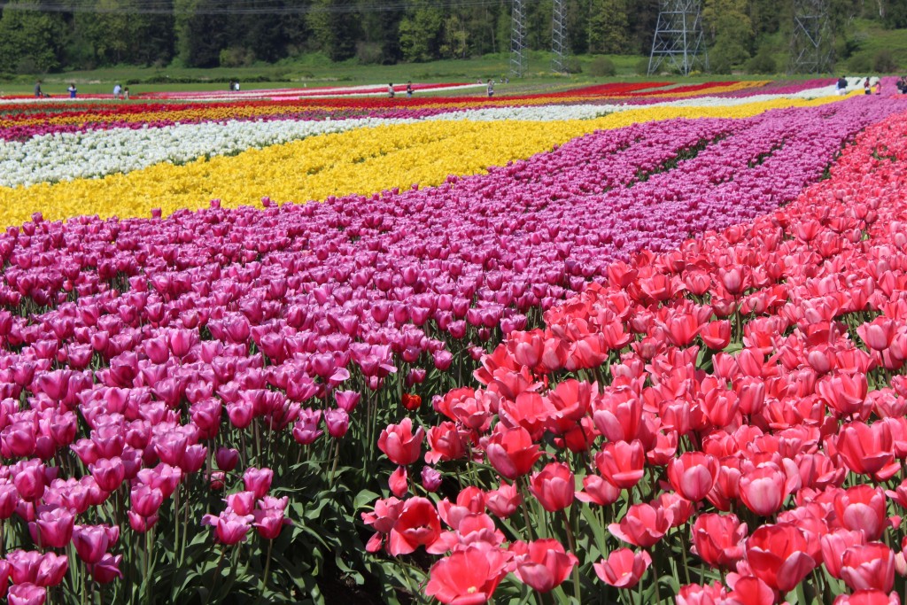 We will undoubtedly check out the Abbotsford Tulip Festival again next year!