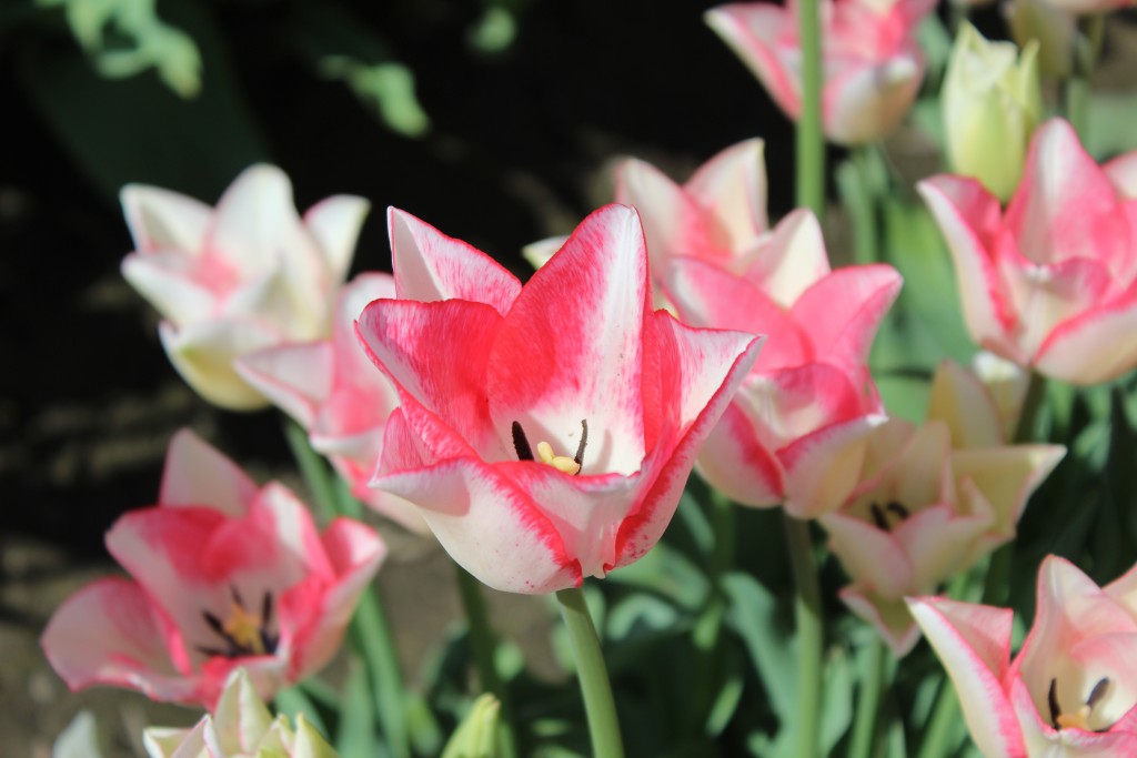 Close-up of one of the myriads of tulips in bloom.