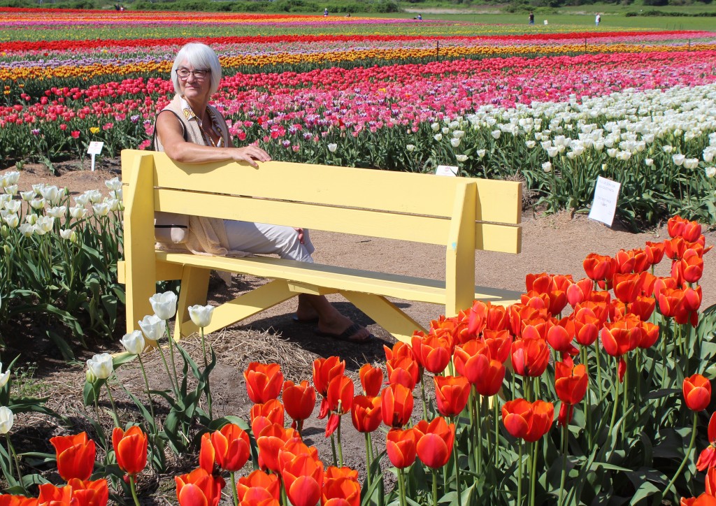 Janis sitting on one of the many benches, surveys the flowers as well as Mount Baker.