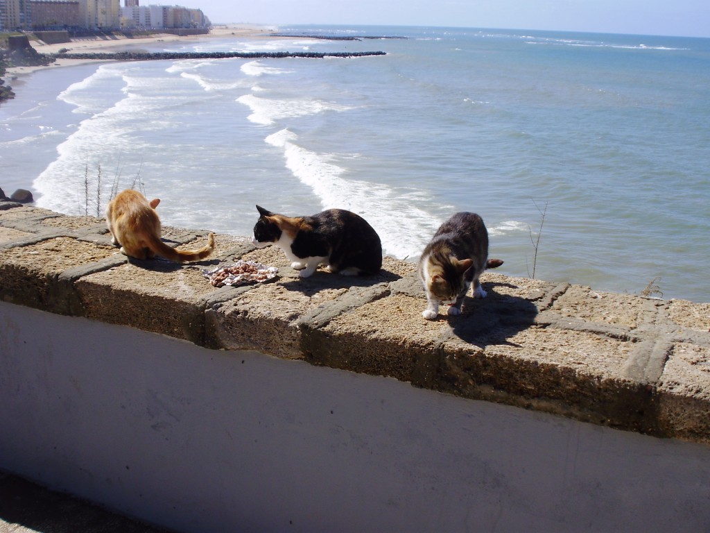 Cats feasting atop the sea wall.