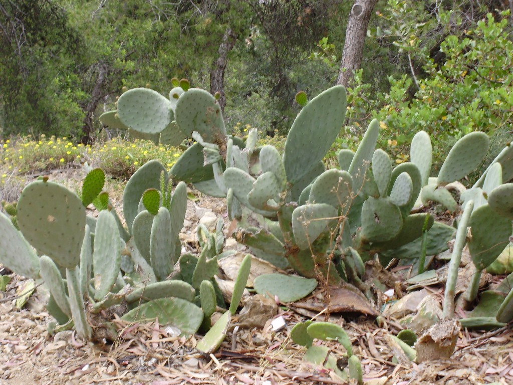 Lots of cacti grow wild along the slopes of the Gibralfaro hill
