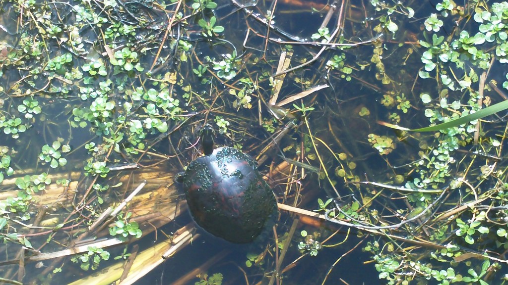 Large turtles are also residents of the lake.