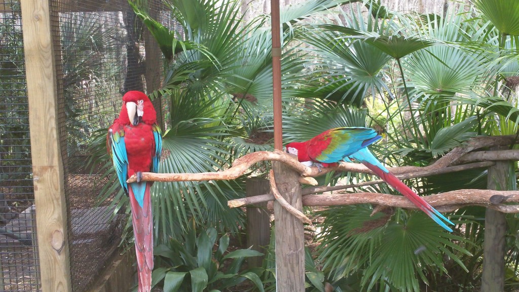 The zoo had a number of different species on display including these colorful parrots.