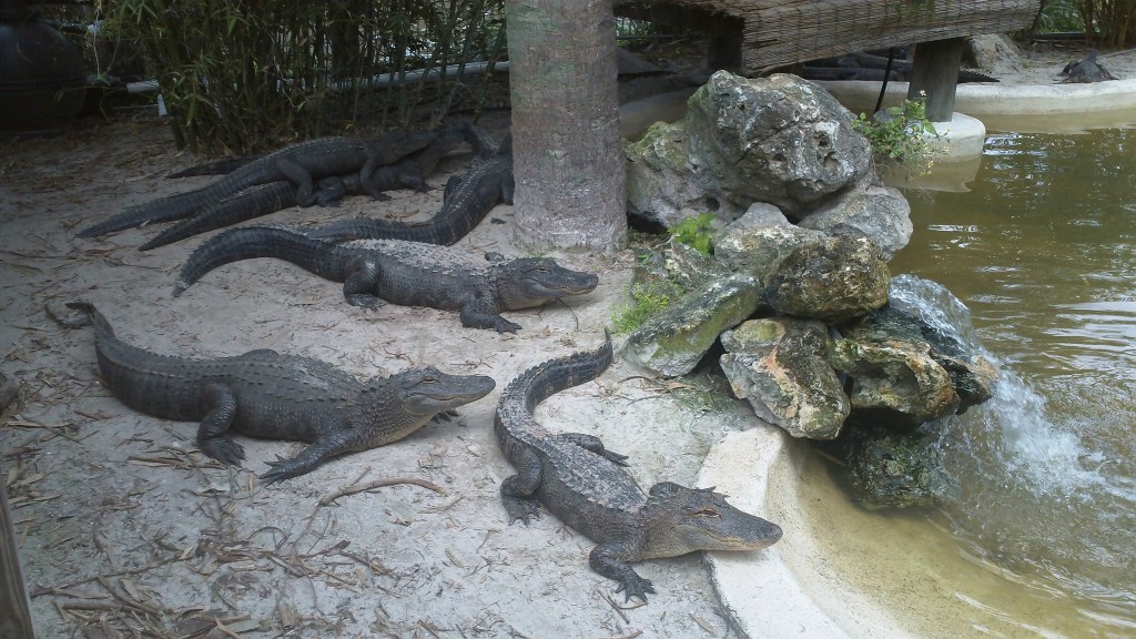 Lots of gators!
