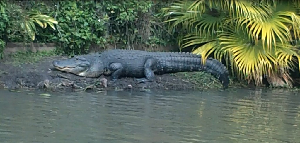 One honking big alligator!