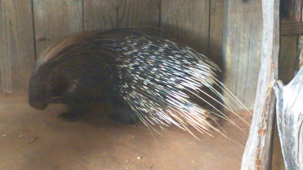 This African porcupine was out for a walk on the dock with a zoo keeper earlier. 