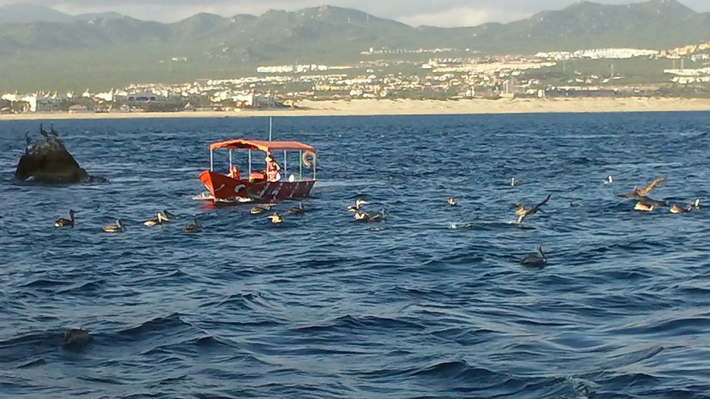 Lots of pelicans surround this local boat. 