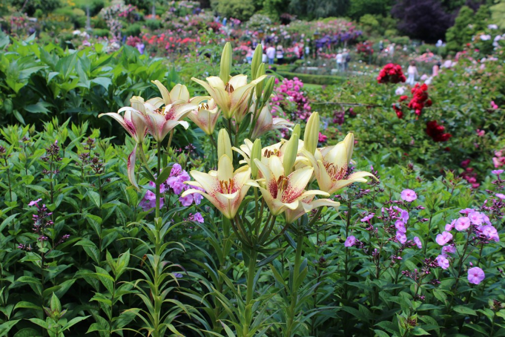 Gorgeous lilies