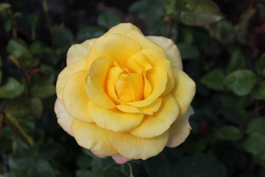 A beautiful yellow rose