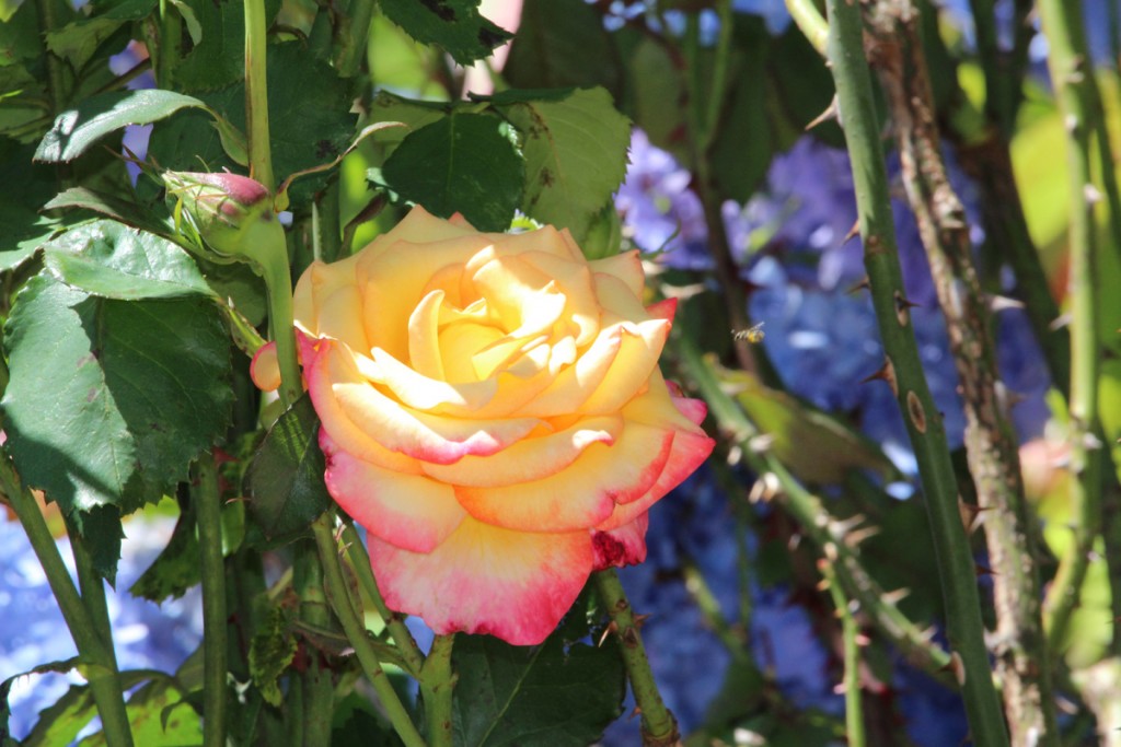 A beautiful rose in the patio garden.