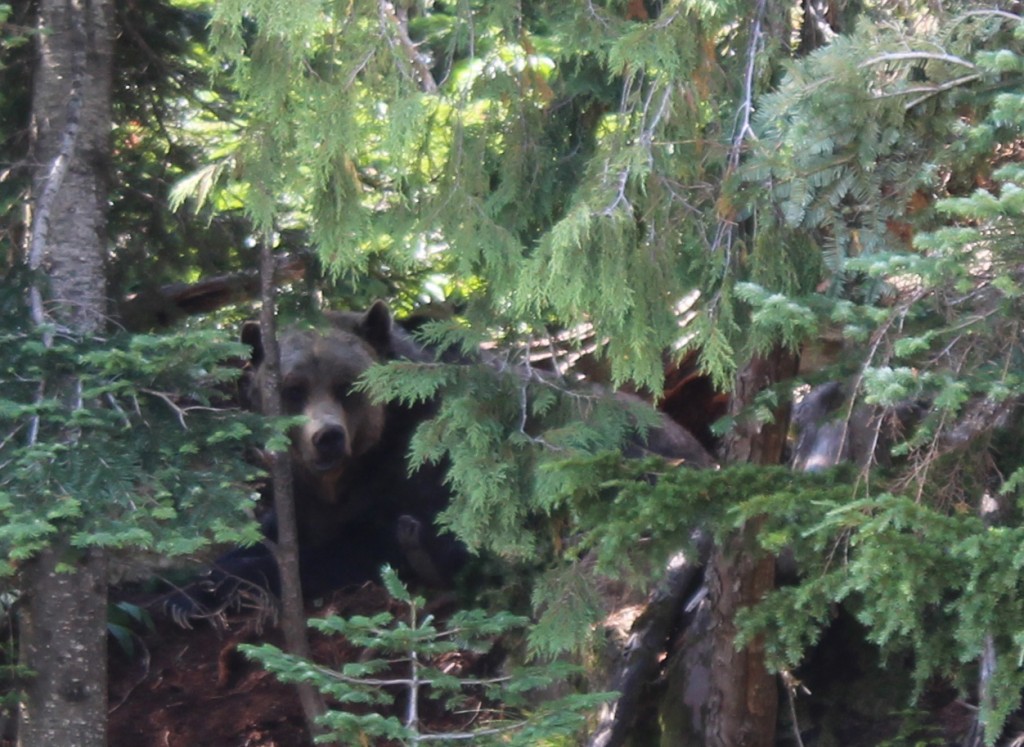 This shot has been cropped from a larger one. The bear was up a hillside and in the woods.