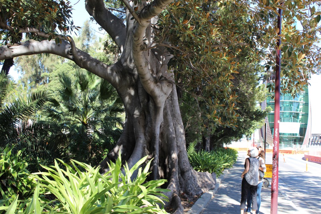 Interesting baob tree bordering Barrack Street