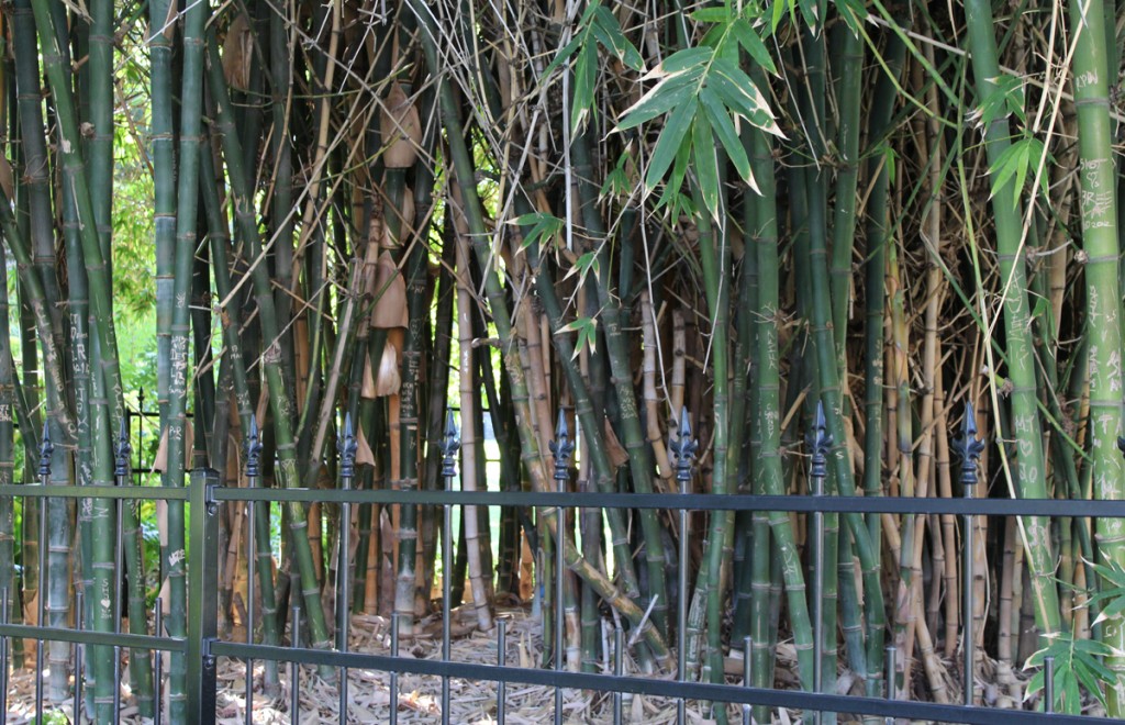 A closer shot of the bamboo grove