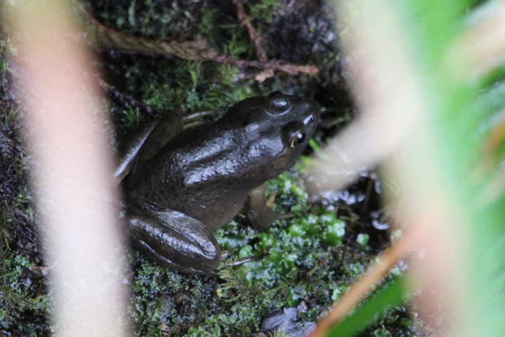 Some of the frogs in the area are not native here and prey on the young toadlets.