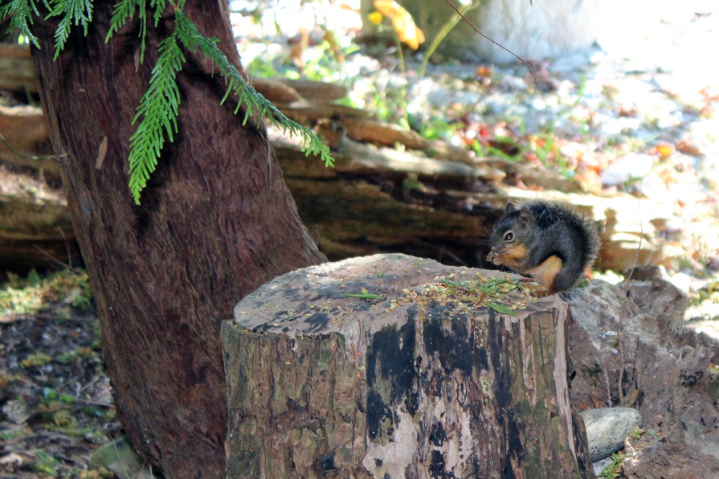 This squirrel is just one of many wild animals living in the area. We spotted a large bear scat on the trail. I took a picture of it, but you don't really want to see it. 