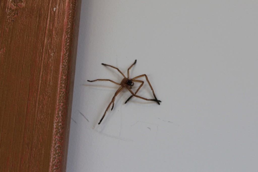 We saw this Huntsman Spider on one of the walls. The poisonous Hunstman is the largest spider in Australia and both poisonous and fairly common. 