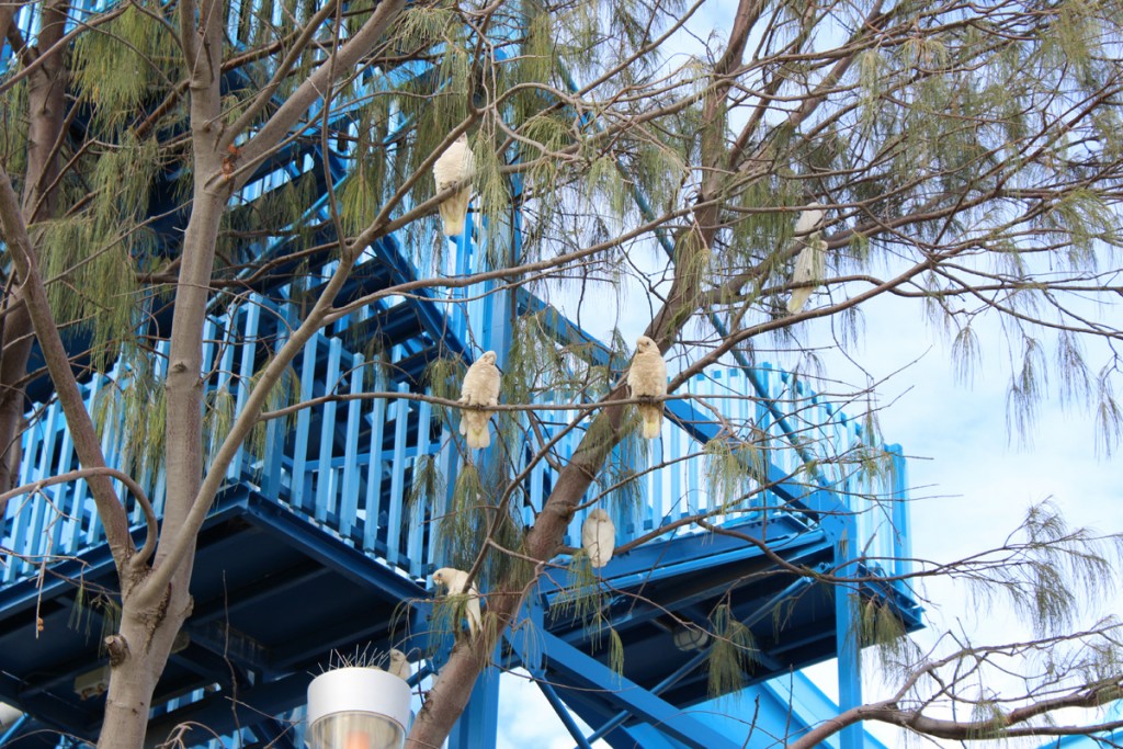 Wild cockatoos roosting on the trees near the waterslides.