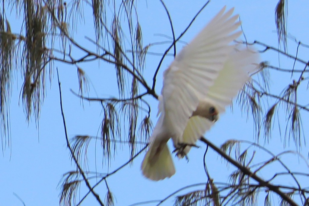 A wild cockatoo enlarged from a wider shot of a flock of these noisy but colorful bids.