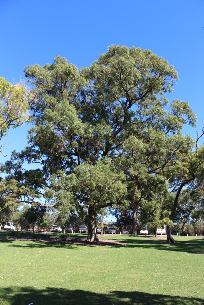 Large tree in the Synergy Parkland.