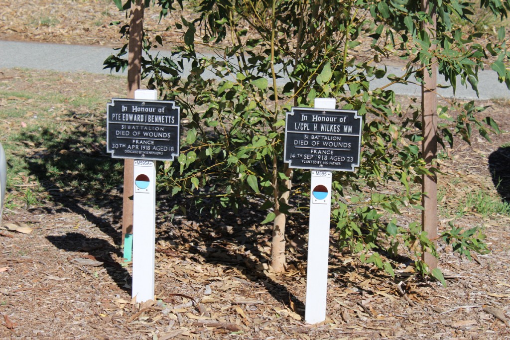 A couple of newly planted trees with their plaques. There are over 1600 of them along the Honor Avenues of the park.