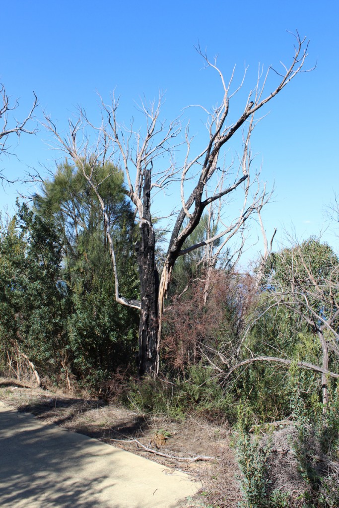 Burnt tree in the botanic garden.