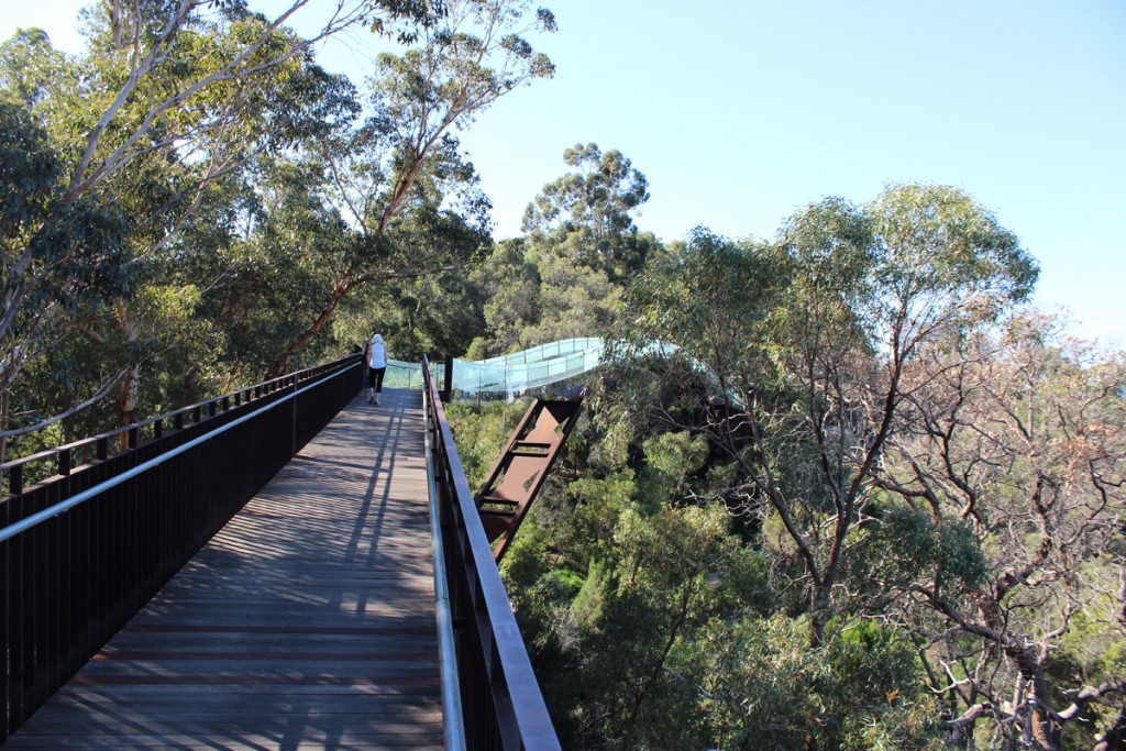 The Lotterywest Federation Walkway - a footbridge that takes you high above the bottanical garden. 