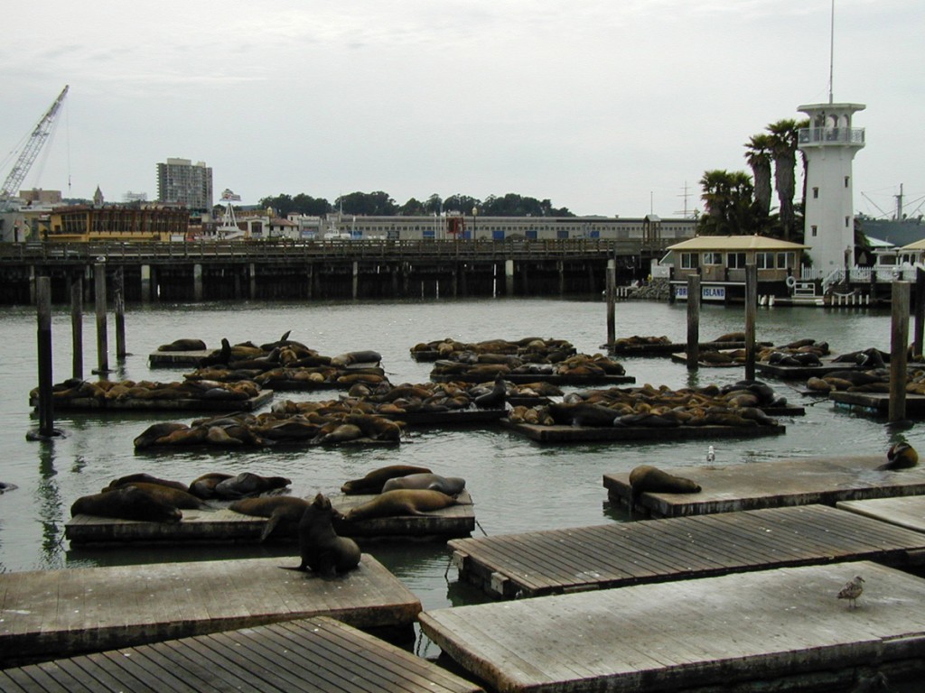 Dozens of sea lions lounging around Pier 39