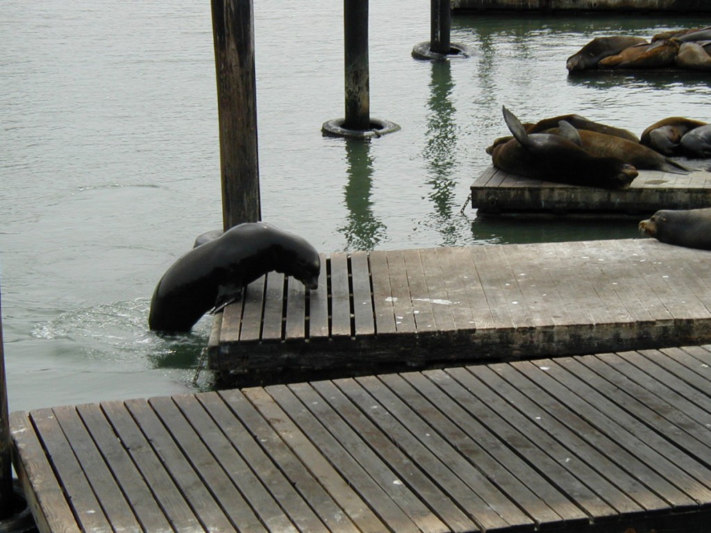 A sea lion hoists itself onto a floating wharf at Pier 39