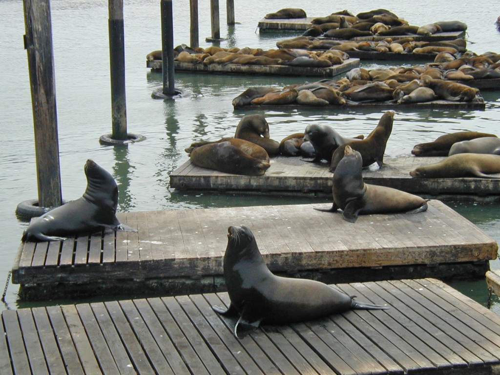 More sea lions at Pier 39
