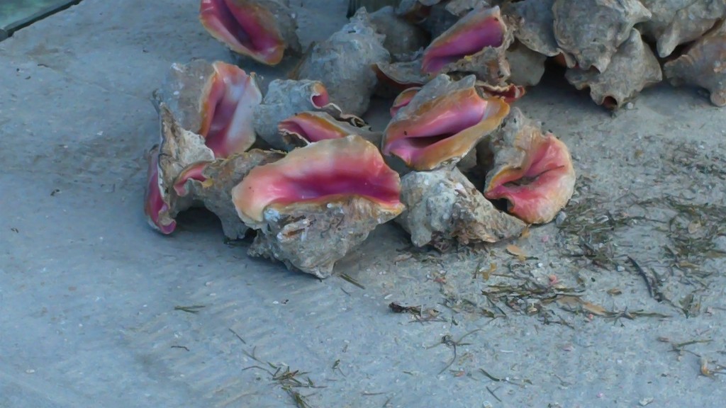 A pile of conch shells